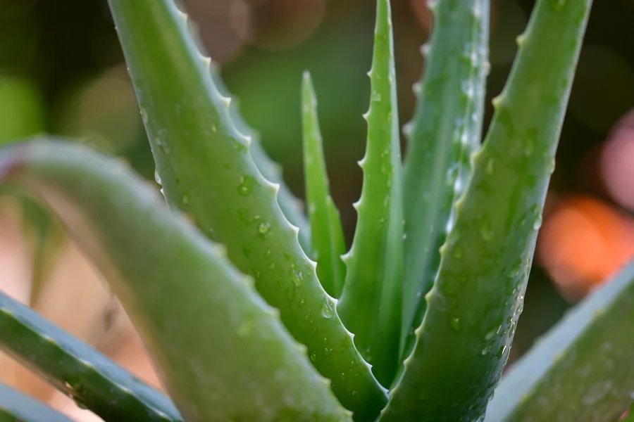 L'aloe-vera le must have pour les cheveux - In Haircare