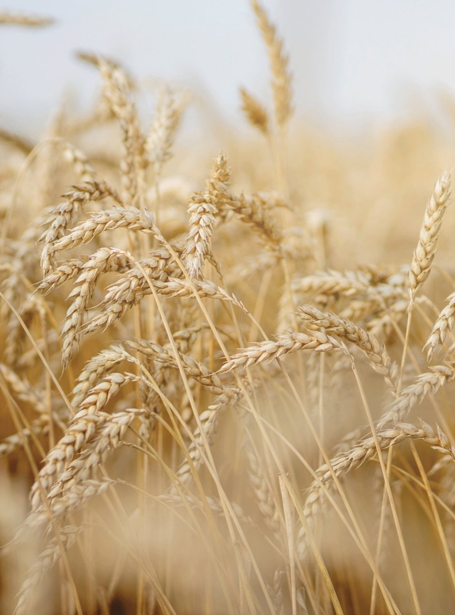 La kératine d’origine végétale pour vos cheveux - In Haircare