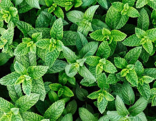 Tout savoir sur l'huile essentielle de Menthe Poivrée. - In Haircare