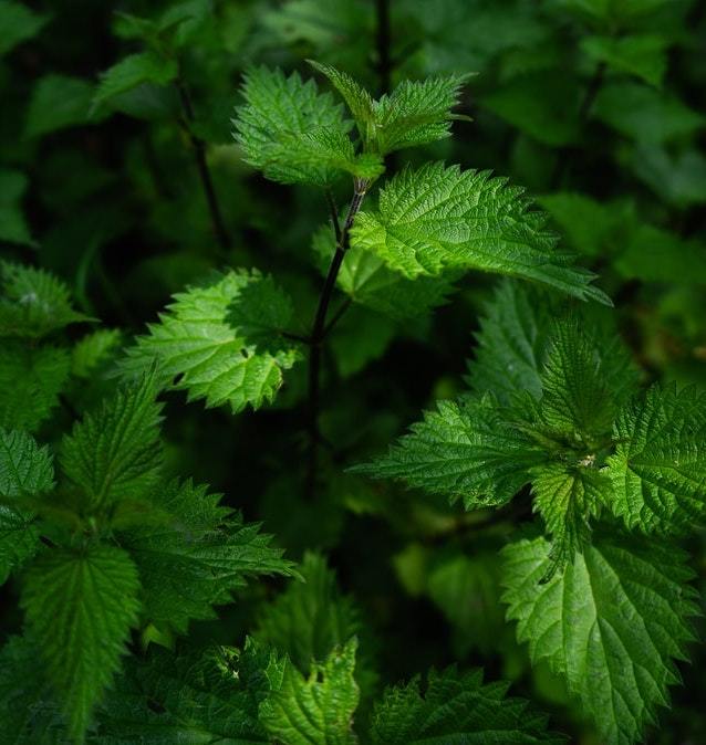 L'ortie, la plante incontournable pour la pousse de cheveux - In Haircare