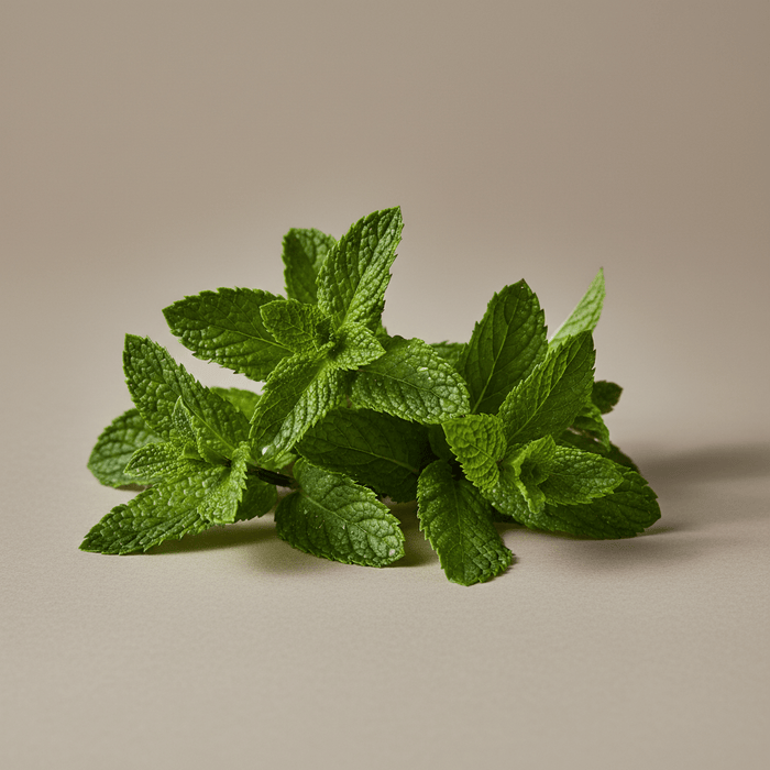 Menthe poivrée bio